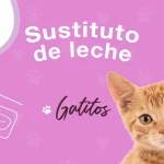 Comida para gatos - sustituto de leche Recría Gatitos