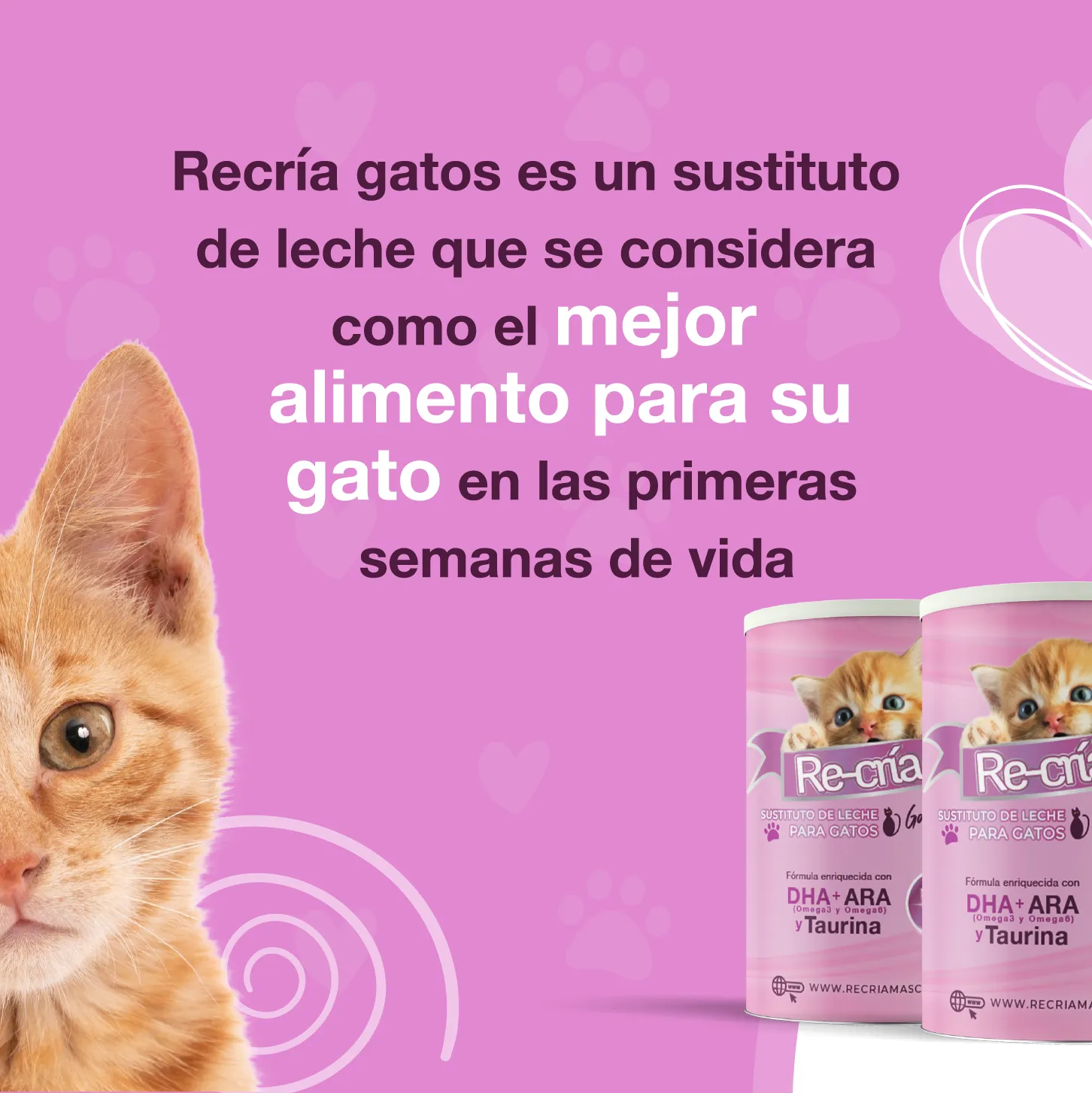 Recria-Gatitos-by-PROLAC Recría Gatitos con DHA, ARA y Taurina - Comida ideal para gatos